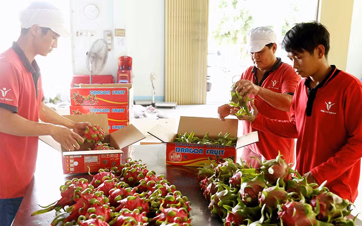 Sơ chế, đóng gói thanh long xuất khẩu tại Công ty Vina T&amp;T Group (Tiền Giang). Ảnh: VŨ SINH