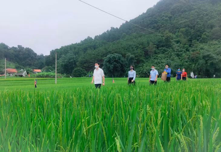 Lãnh đạo huyện Ba Chẽ đi thăm hỏi, kiểm tra tình hình sản xuất của người dân trên địa bàn huyện.