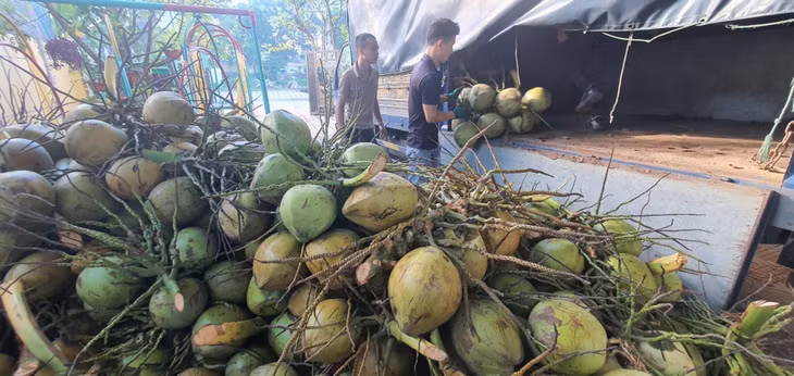 Trung tâm hỗ trợ kết nối, tiêu thụ nông sản TX Quảng Yên hỗ trợ tiêu thụ dừa tỉnh Bến Tre.