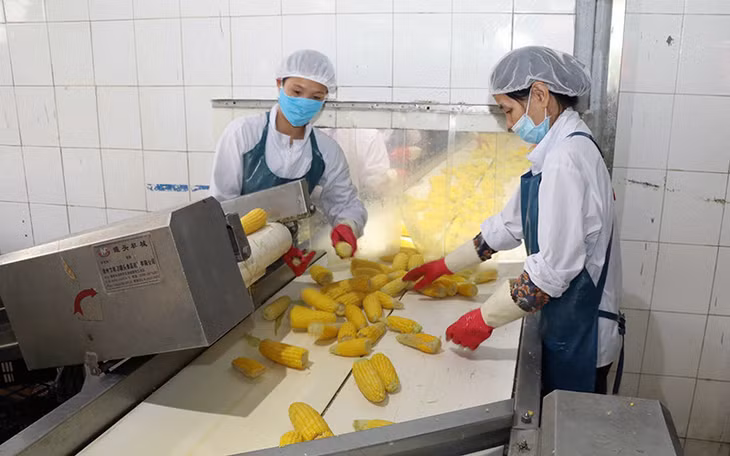 Dây chuyền sản xuất ngô ngọt của Công ty cổ phần thực phẩm xuất khẩu Ðồng Giao (Ninh Bình). Ảnh: ÐỨC PHƯƠNG