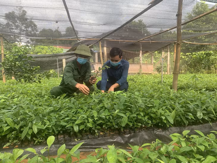 Anh Bùi Văn Tuấn (bên trái) cùng cán bộ xã Yên Than, huyện Tiên Yên kiểm tra sự phát triển của cây quế giống.
