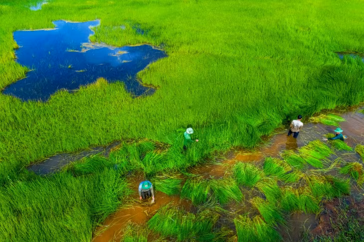 Người dân đang thu hoạch lúa trời hay còn gọi là lúa ma