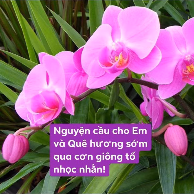 Nam ca sĩ còn dành tặng Phi Nhung 2 câu thơ: "Cánh lan tím vẫn nhẹ nhàng tươi nở/ Dù cuộc đời mưa gió vẫn triền miên!"