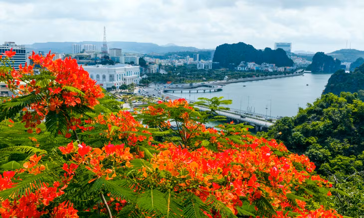 Những ngày cuối tháng 5, hoa phượng vĩ đồng loạt nở rộ.