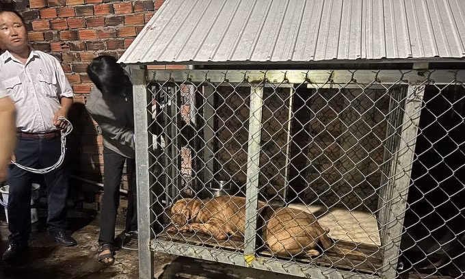 Chó pitbull sau khi bị gây mê. Ảnh: Thái Hà
