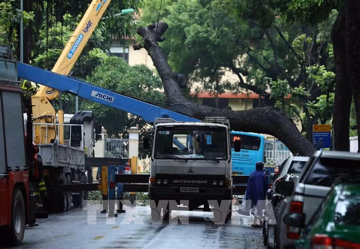 Lực lượng chức năng dùng xe cẩu tiến hành di dời cây xanh đổ vào xe buýt trên phố Tăng Bạt Hổ. Ảnh: Phạm Kiên - TTXVN