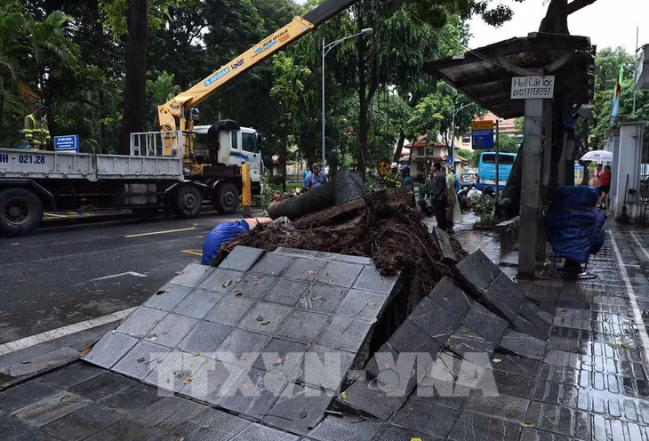 Hiện trường cây xanh bật gốc đổ vào xe buýt tại phố Tăng Bạt Hổ, phường Phạm Đình Hồ, quận Hai Bà Trưng, Hà Nội. Ảnh: Phạm Kiên - TTXVN