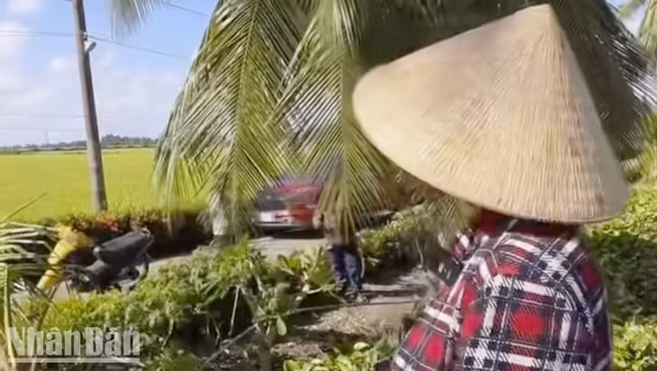 Lấy cây cột cờ sắt để hái dừa, vợ chồng ở Kiên Giang bị điện giật tử vong.