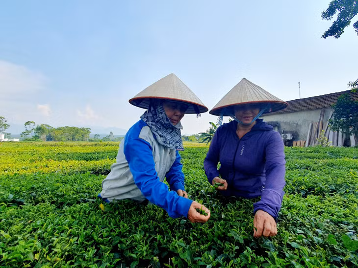 Người dân xã Quảng Thịnh, huyện Hải Hà chăm sóc cây chè.