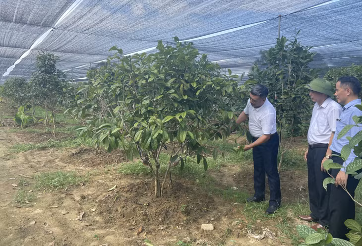 Ông Lê Mạnh Quy, xã Quảng Minh, huyện Hải Hà, giới thiệu vườn cây trà hoa vàng.