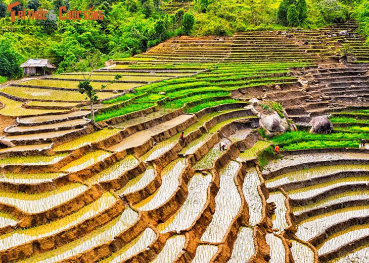 Ruộng bậc thang của người Xê Đăng ở Tu Mơ Rông phần nào giống với ruộng bậc thang ở miền núi phía Bắc.