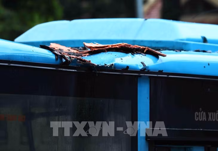 Xe buýt bị hư hỏng nhẹ sau sự cố cây xanh đổ vào. Ảnh: Phạm Kiên - TTXVN