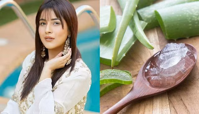 Ủ tóc với lô hội và dầu dừa, mật ong có thể giúp mái tóc dày dặn và óng ả hơn.