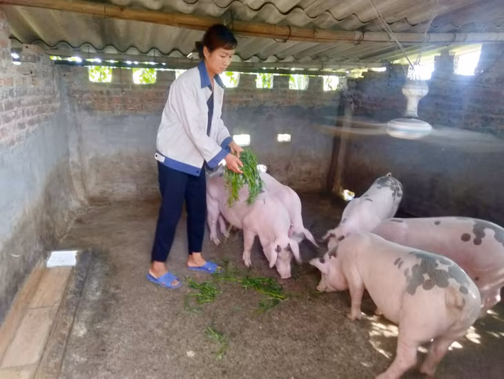 Nuôi lợn sạch đang là hướng đi mới trong phát triển chăn nuôi của gia đình chị Lê Thị Huấn.