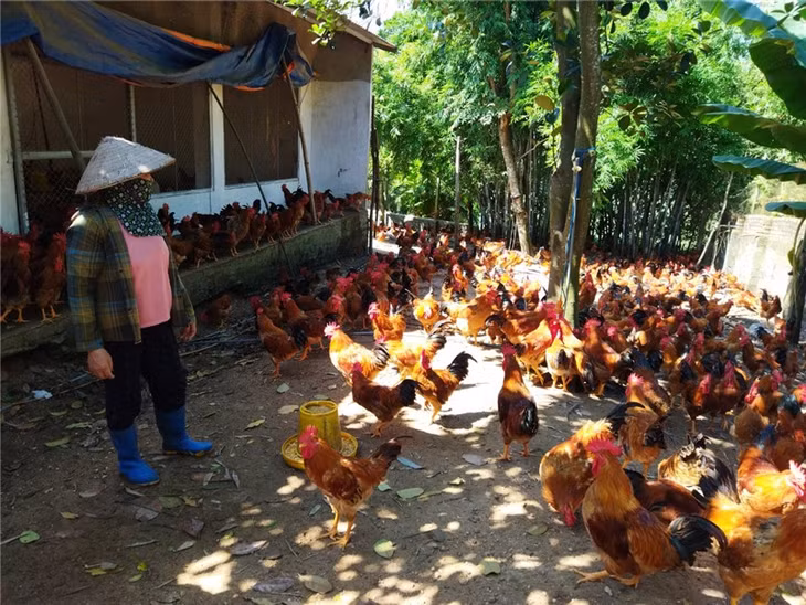 Thành phố đã tuyên tuyền, vận động, hỗ trợ người dân nuôi gần 600.000 con gà để nâng cao thu nhập.