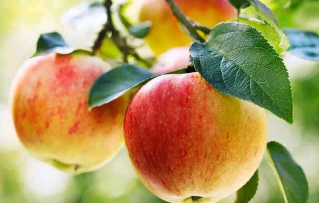 Táo giàu chất xơ pectin, bảo vệ niêm mạc ruột, giúp cơ thể chống lại mầm bệnh.