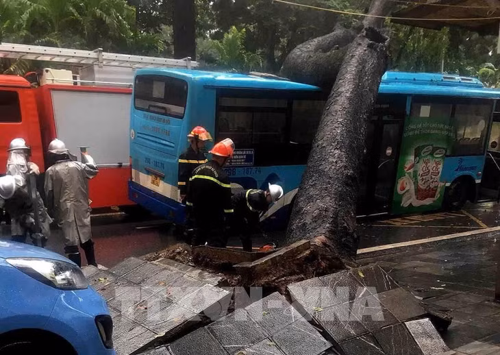 Hiện trường sự cố cây xanh đổ vào xe buýt trên phố Tăng Bạt Hổ, phường Phạm Đình Hồ, quận Hai Bà Trưng, Hà Nội. Ảnh: Phạm Kiên - TTXVN