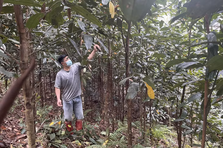Người dân xã Đại Dực (huyện Tiên Yên) phát quang rừng quế.