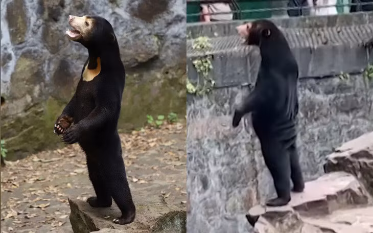 Hình ảnh gấu chó do Sở thú Hàng Châu cung cấp và gấu chó trong đoạn video được lan truyền - Ảnh chụp màn hình