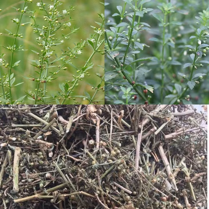 Cam thảo đất- một loại dược liệu có tác dụng kháng viêm, hạ sốt, kháng khuẩn... Đồ họa: Hương Giang