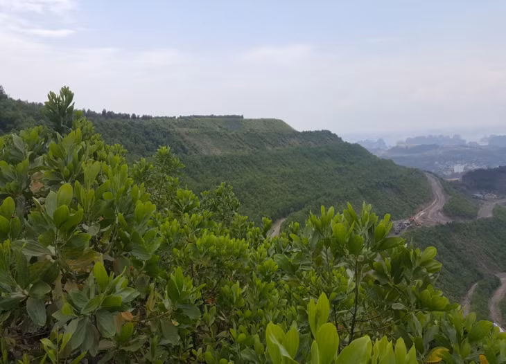 Sau khi kết thúc đổ thải, các bãi thải mỏ khu vực TP Hạ Long đang được TKV hoàn nguyên, trồng cây phủ xanh.