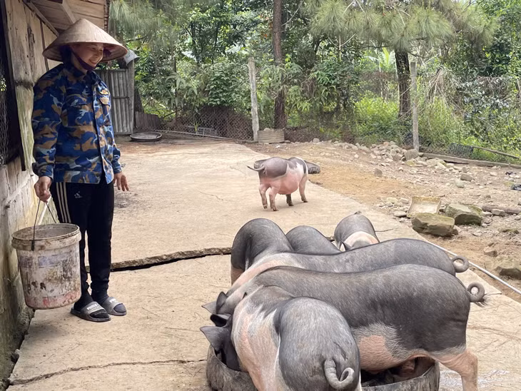 Nuôi lợn theo phương thức chăn thả bán tự nhiên tại HTX Nông nghiệp hữu cơ An Lộc (TP Móng Cái).