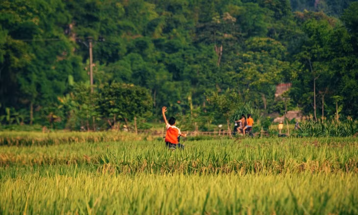 Pù Luông vào mùa lúa chín ảnh 8