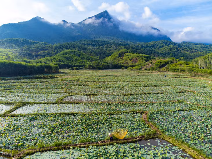 Mùa sen nở rộ ở Trà Lý ảnh 1