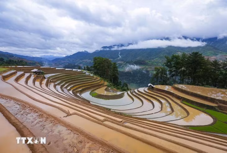 Những thửa ruộng bậc thang mênh mông mùa nước đổ do người Mông nơi đây tạo nên. (Ảnh: Tuấn Anh/TTXVN)