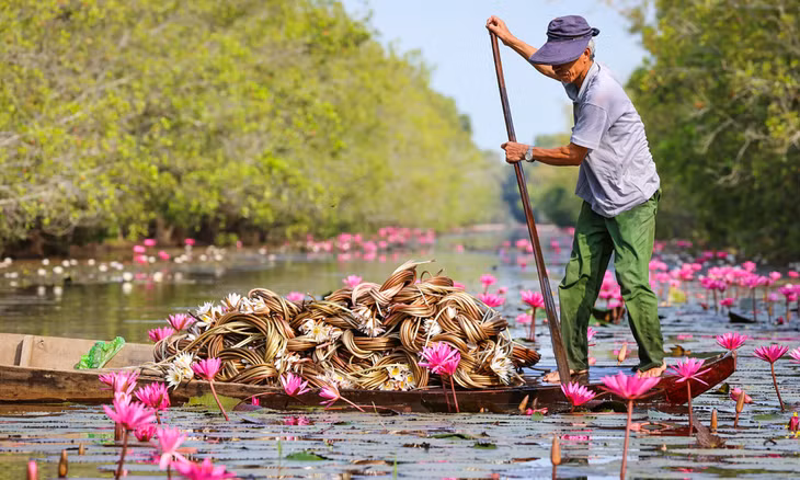 Tràm Chim - vương quốc chim và hoa nước ảnh 12