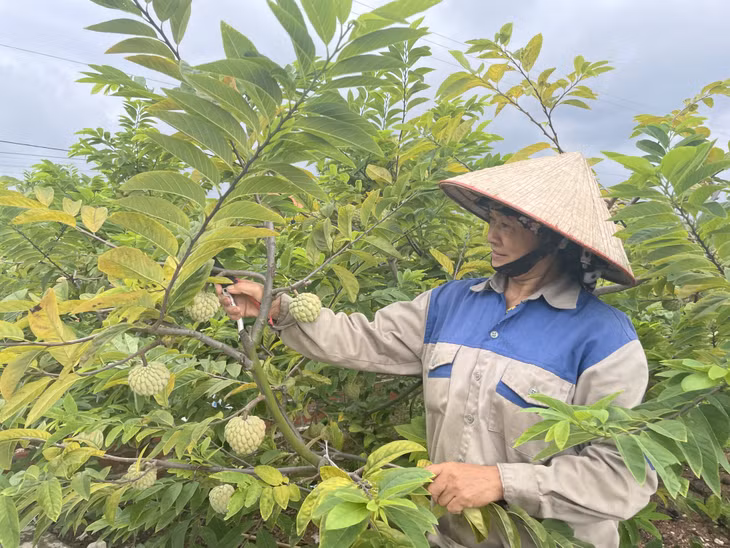 Bà Đàm Thị Thủy, thôn Vườn Chay (xã Tiền An, TX Quảng Yên) chăm sóc vườn na bở của gia đình.