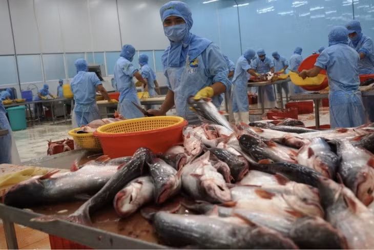 Cá tra Việt Nam được tiêu thụ nhiều nhất tại thị trường Trung Quốc