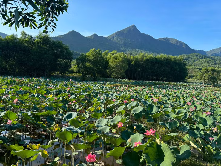 Trà Lý mùa này đang độ sen nở rộ, cánh đồng thơm ngát mùi mạ non, một bên là dãy núi non kỳ vĩ trông tạo nên khung cảnh vô cùng ấn tượng. Mùa sen ở Trà Lý bắt đầu từ tháng Tư đến tháng Bảy hàng năm, nơi đây cũng là điểm đến chụp ảnh của nhiều chị em.