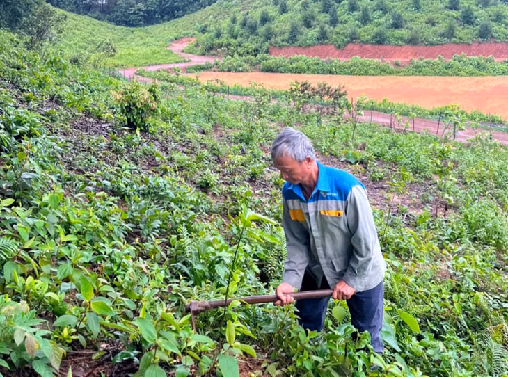 Ông Lương Thế Xuyên, thôn Thủy Cơ, xã Tiên Lãng, huyện Tiên Yên chăm sóc diện tích rừng gỗ lớn mới trồng của gia đình.