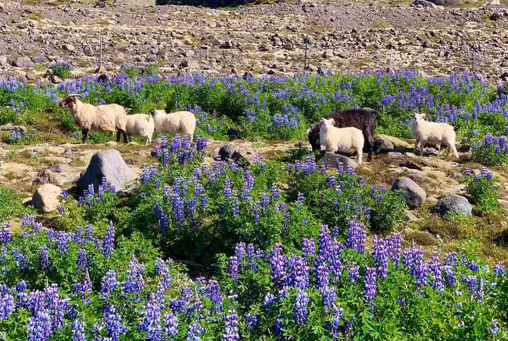Từ cuối tháng 6 cũng là thời điểm diễn ra “đêm trắng”, khiến Iceland tràn ngập ánh sáng ngay cả vào nửa đêm, điều này khiến nhiều du khách thích thú. Ảnh: Kevin Phan