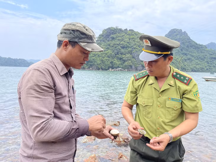 Cán bộ Ban Quản lý VQG Bái Tử Long giám sát sự phát triển của loài ốc đụn đực và bào ngư thực hiện tại mô hình bảo tồn, nghiên cứu khoa học các nguồn gen thủy sản quý hiếm, giá trị kinh tế cao.