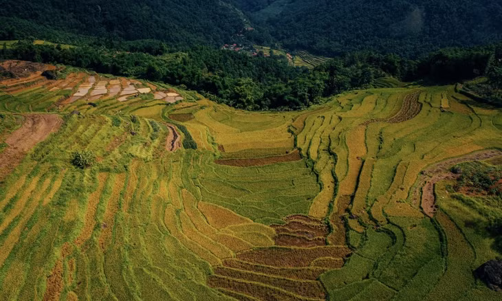 Pù Luông vào mùa lúa chín ảnh 2