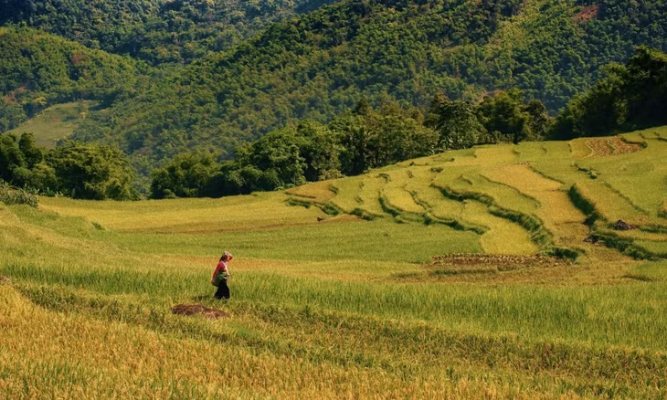 Pù Luông vào mùa lúa chín ảnh 4