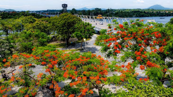 Một hàng phượng vĩ nhìn hướng lên cầu Dã Viên. Ảnh: Hoàng Lê