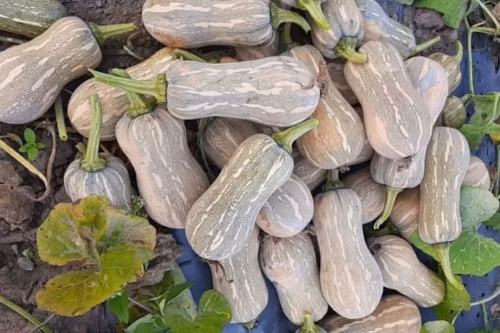 Bí ngô là thực phẩm giàu caroten. Ảnh: P.V.
