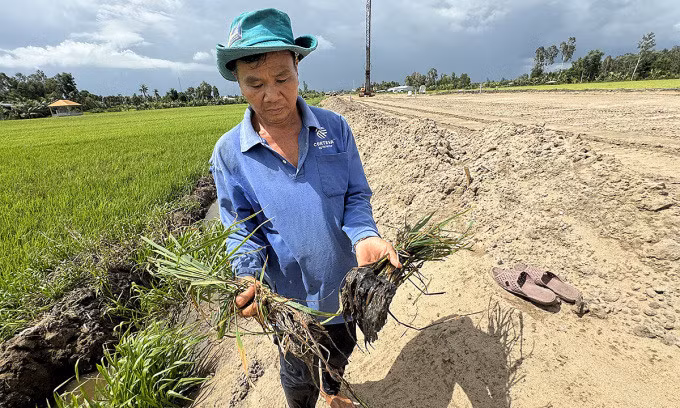 Nông dân Phạm Văn Em nhổ hai bụi lúa dưới ruộng cạnh cao tốc lên kiểm tra, xác định rễ bị thối.Ảnh: An Bình