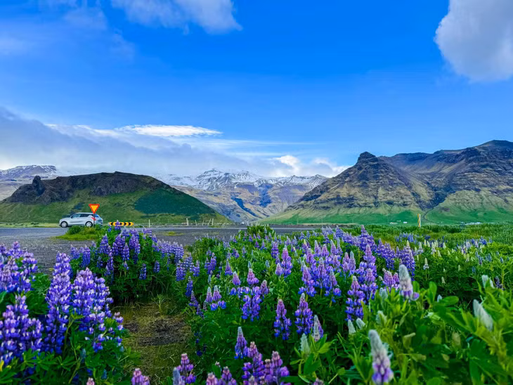 Anh Kevin Phan, hướng dẫn viên du lịch tại Iceland, cho biết tháng 6 và tháng 7 là thời điểm thích hợp để du khách “săn” hoa lupin. Ảnh: Kevin Phan