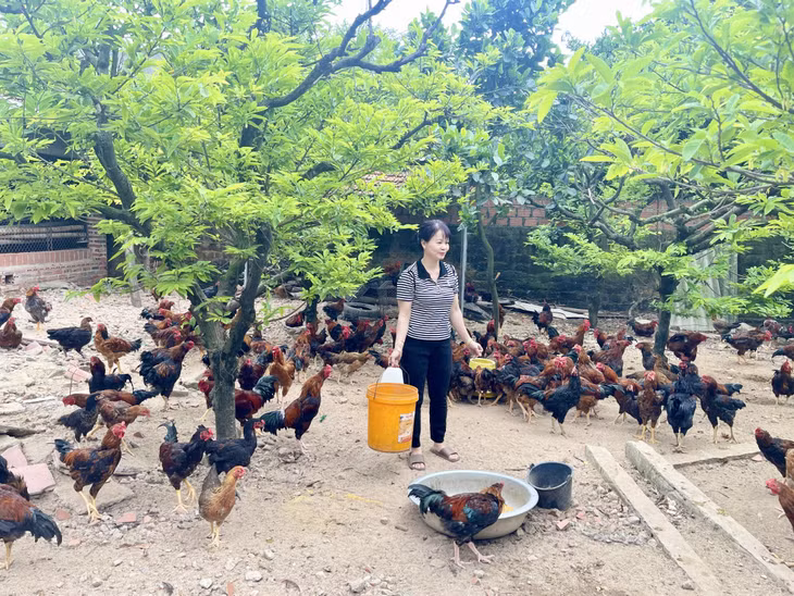 Mô hình chăn nuôi gà của gia đình bà Nguyễn Thị Thuyên (thôn Khe Thượng, xã Việt Dân, TX Đông Triều).