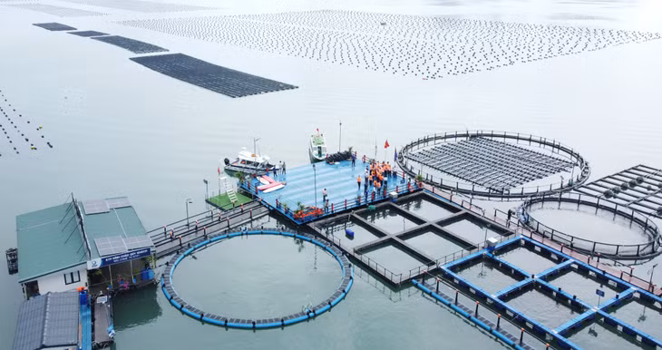 Mô hình nuôi rong biển và nuôi cá song kết hợp với du lịch trải nghiệm của Công ty STP tại xã Hạ Long, huyện Vân Đồn.