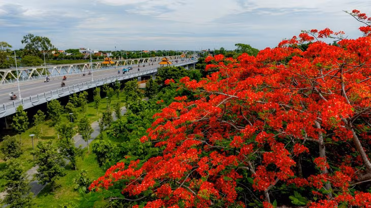 Những con đường, công viên dọc bờ sông Hương, Hoàng cung Huế… rợp màu phượng đỏ. Ảnh: Hoàng Lê