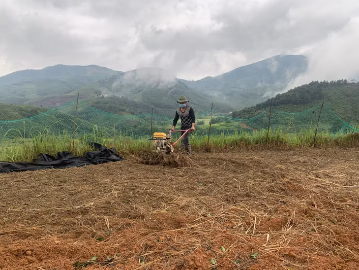 Người dân xã Phong Dụ (huyện Tiên Yên) chuẩn bị đất trồng cây chanh leo.