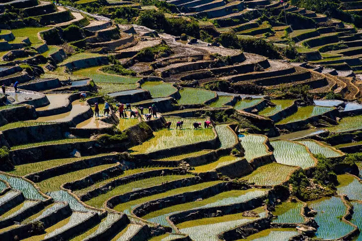 Khi những mầm non vươn lên khỏi mặt nước, để cây mạ lớn hơn, người dân sẽ tiếp tục dẫn nước trở về. Ảnh: Nguyễn Khánh Vũ Khoa