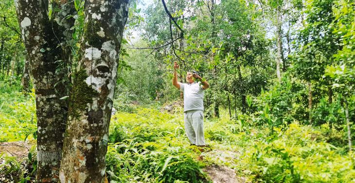 Ông Dường Chống Thím (thôn Nà Pò, xã Hoành Mô, huyện Bình Liêu) bên vườn hồi của gia đình.