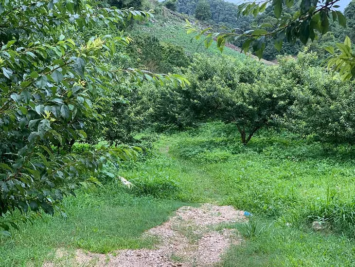 Vườn mận, vườn đào xanh mướt nằm lọt thỏm giữa thung lũng. Ảnh: Hà An