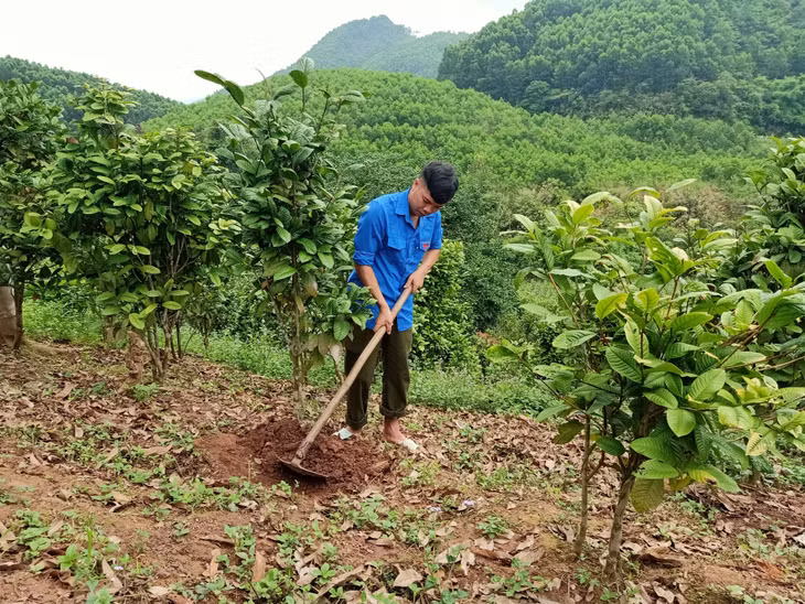 Thanh niên Ba Chẽ luôn là lực lượng xung kích phát triển kinh tế vườn rừng. Ảnh: Trung tâm TT-VH Ba Chẽ